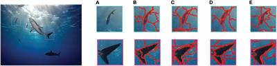 USNet: underwater image superpixel segmentation via multi-scale water-net